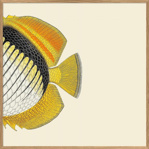 Yellow Fish Tail, Rahmen Eiche, 61x61cm