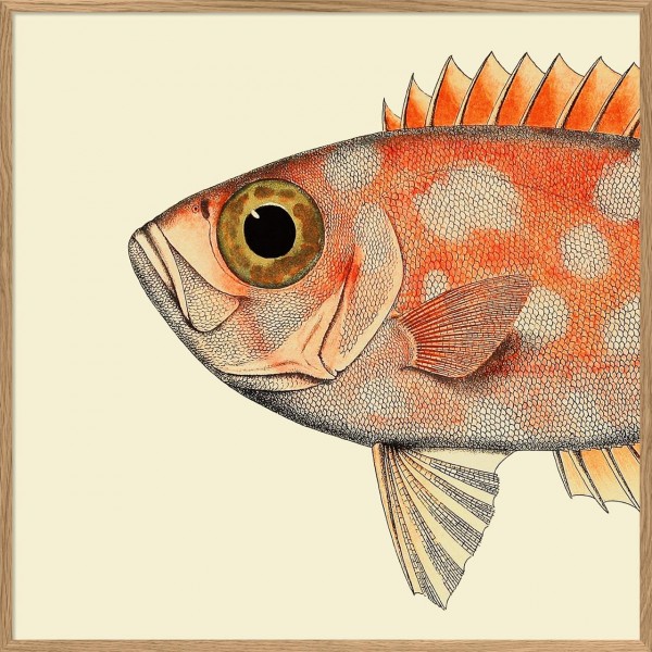 Dotted Orange Fish Head, Rahmen Eiche, 61x61cm