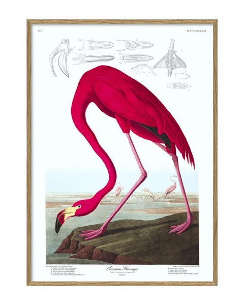 Flamingo, Rahmen Eiche, 112x158cm
