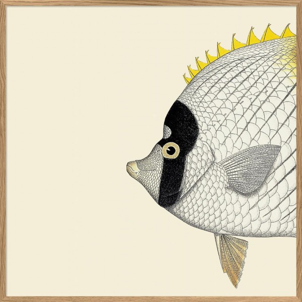 Yellow Fish Head, Rahmen Eiche, 61x61cm
